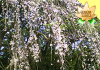 円通寺の糸桜
