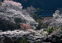 常勝寺の桜